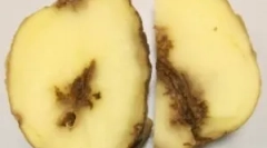 Burgonya-fonálférgek és módszerek kezelésére